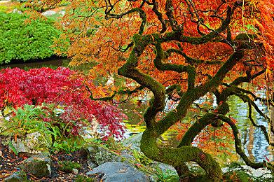 传《女神异闻录6》内部代号XRD768 早已开始开发